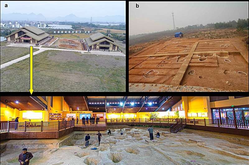 100,000 Years of Rice Evolution: A New Scientific Discovery