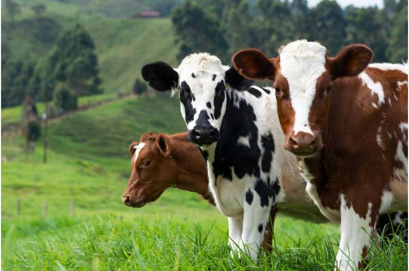 Bird Flu Spreads to Dairy Cows: Global Mammalian Outbreak Concerns