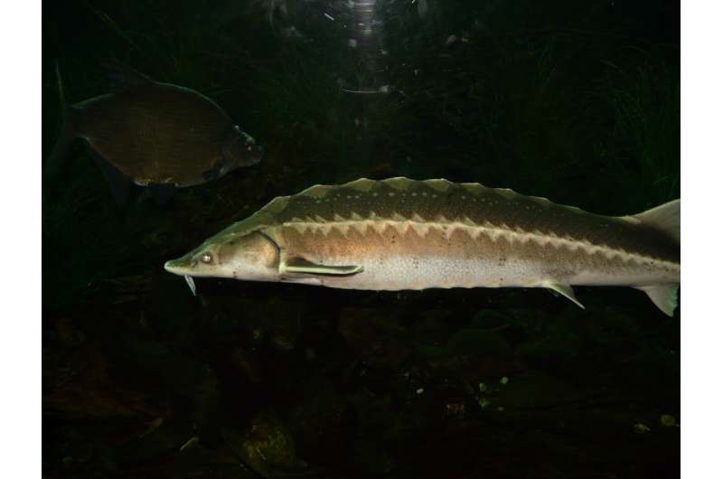 Great Lakes Sturgeon: Recovery in Detroit River - A Rare Success Story