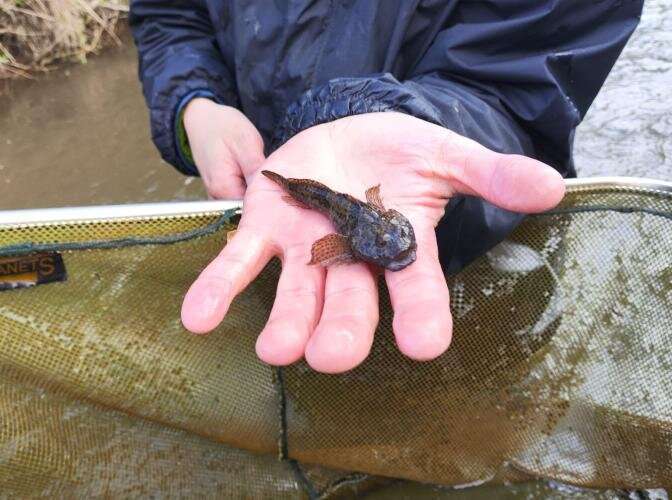 Controlling Invasive Species: A Balanced Approach - Research Insights