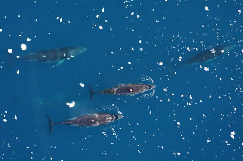 Antarctic Minke Whale Social Behavior Revealed by Camera Tag Studies