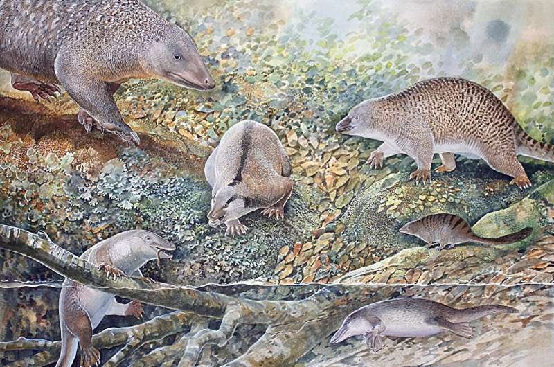 Ancient Monotreme Discoveries: New Fossils Reveal Age of Early Mammals