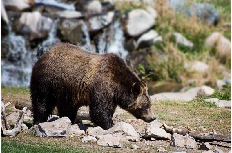 Wildlife Conservation: The Importance of Ecosystem Restoration Beyond Minimum Targets