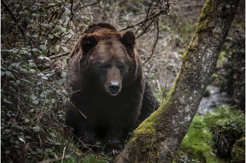 Orphaned Black Bears Return to the Wild After Successful Rehabilitation