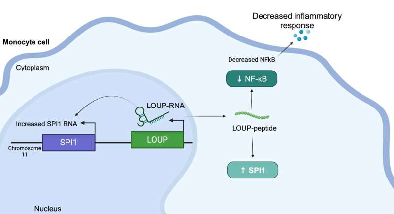 LOUP RNA Targets Inflammation: New Research Reveals Key Mechanism
