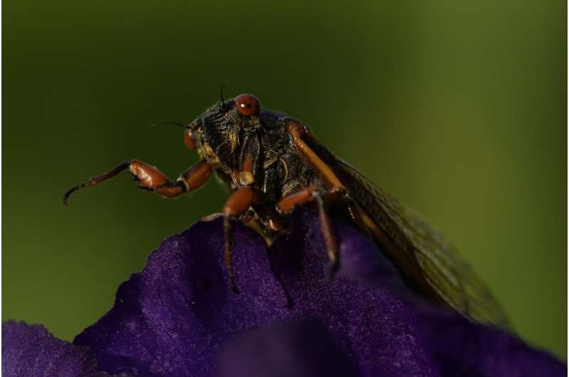 Cicadas: Exploring the Beauty of These Remarkable Insects