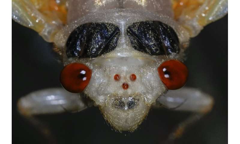 Cicadas: Exploring the Beauty of These Remarkable Insects