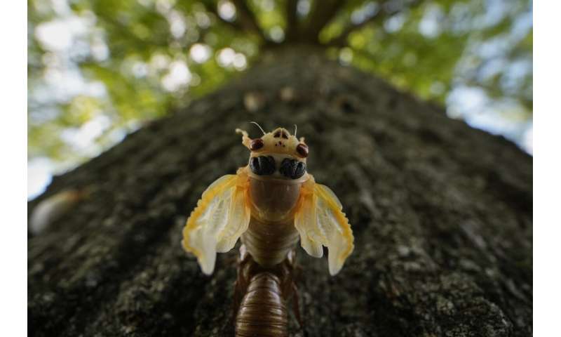 Cicadas: Exploring the Beauty of These Remarkable Insects