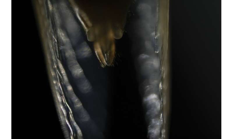 Cicadas: Exploring the Beauty of These Remarkable Insects