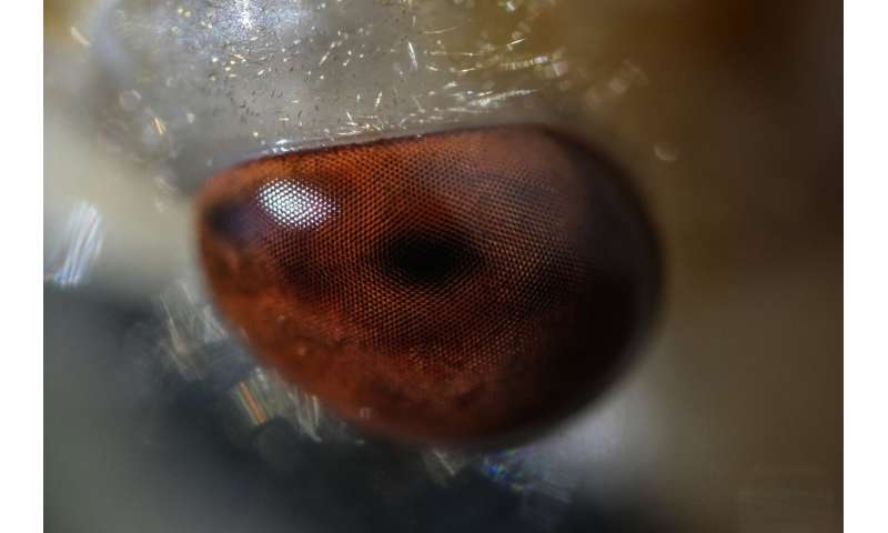 Cicadas: Exploring the Beauty of These Remarkable Insects