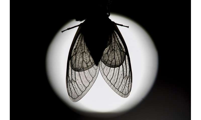 Cicadas: Exploring the Beauty of These Remarkable Insects