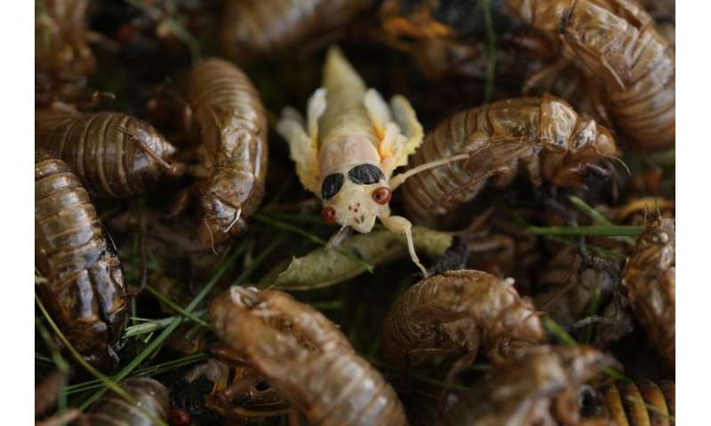 Cicadas: Exploring the Beauty of These Remarkable Insects