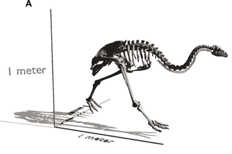Scientists Reconstruct Genome of Extinct New Zealand Bush Moa