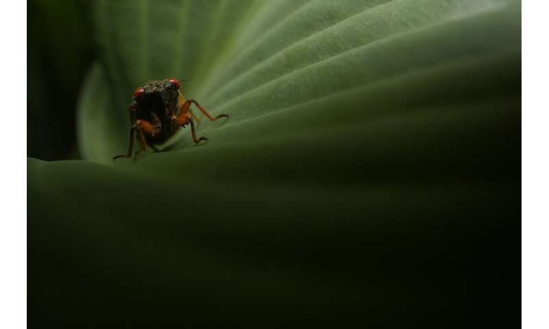 Cicadas: Exploring the Beauty of These Remarkable Insects