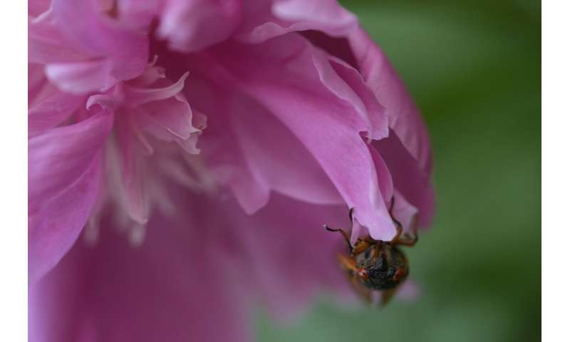 Cicadas: Exploring the Beauty of These Remarkable Insects