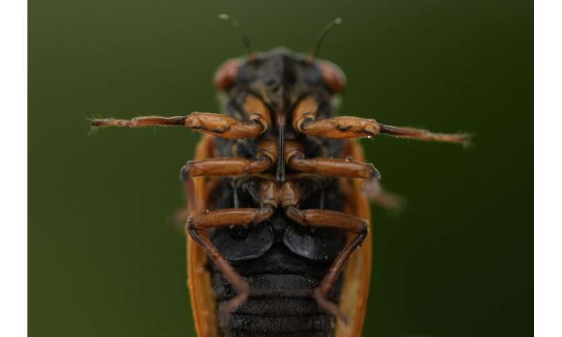 Cicadas: Exploring the Beauty of These Remarkable Insects