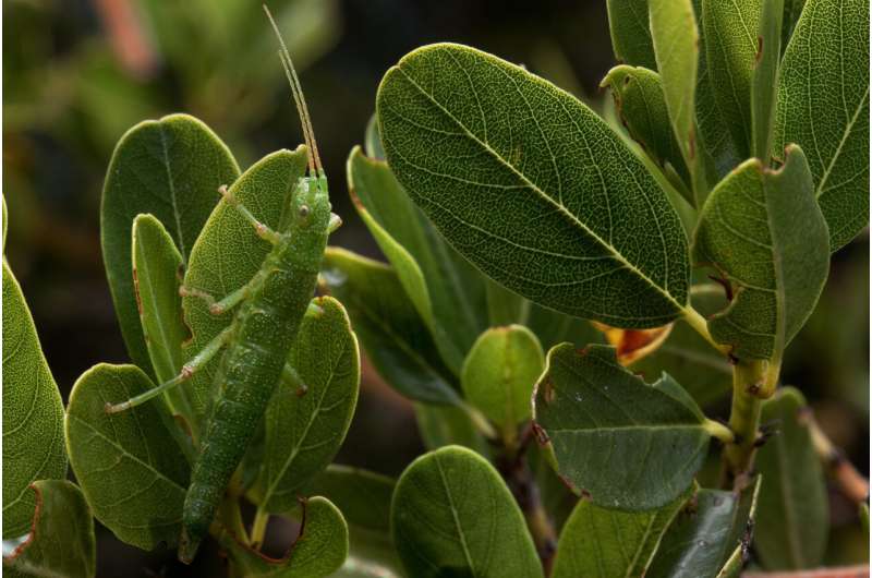 Evolutionary Changes in Stick Insects: A Long-Term Study