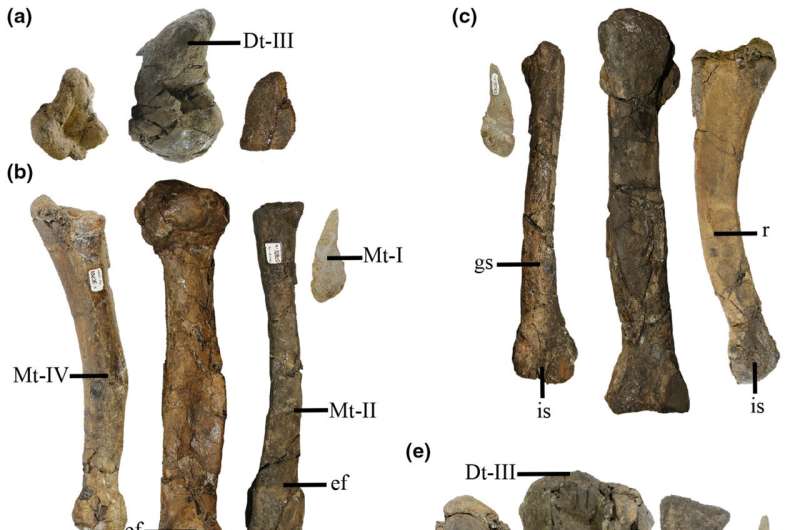 Tiny-Armed Dinosaur Abelisauroid Discovered in Argentina | Paleontology News