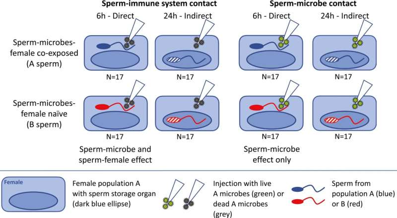 Sperm Adaptability: New Research on Microbial Interactions and Fertility