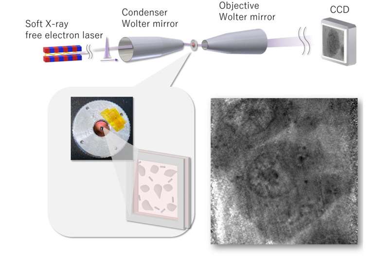 High-Speed Soft X-ray Imaging of Mammalian Cells