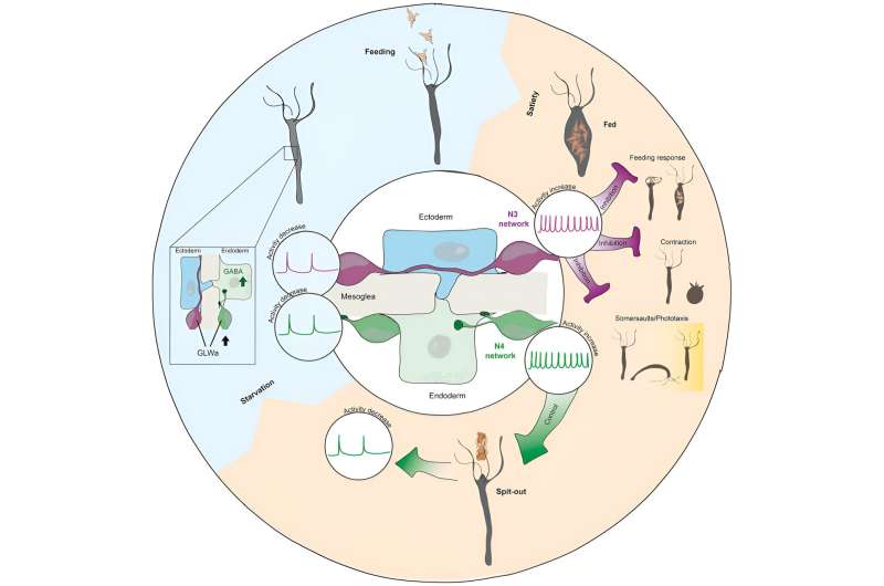 Hydra s Nervous System: Uncovering the Evolutionary Roots of Appetite