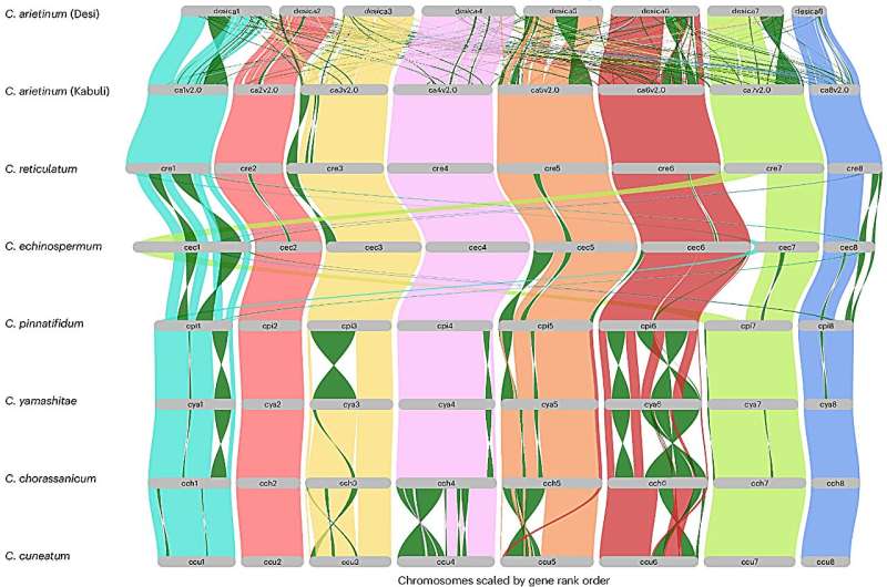 Genetic Insights Advance Chickpea Breeding: Research on Wild Relatives