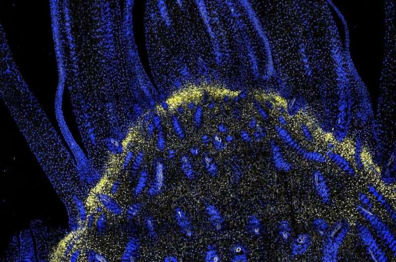 Sorghum Cell Research Unlocks Potential for Enhanced Bioenergy Production