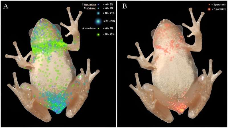 Trematode Infection Hotspots in Amphibians: A Heatmap Analysis