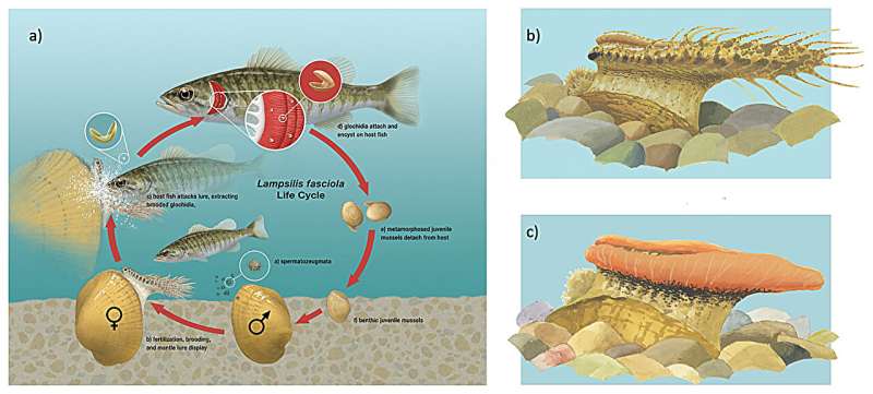 Understanding Michigan s Endangered Freshwater Mussels: Reproduction & Threats