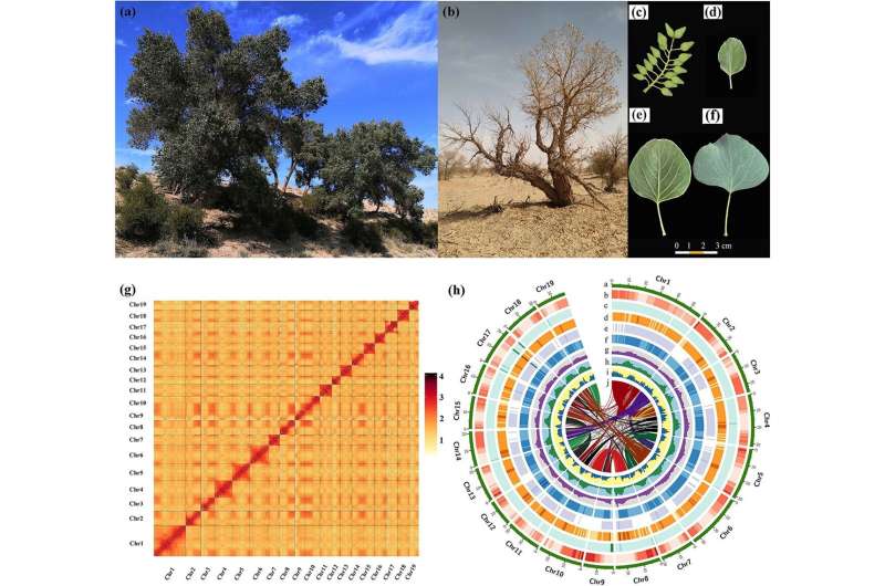 Decoding Desert Poplars: Genome Insights into Adaptation