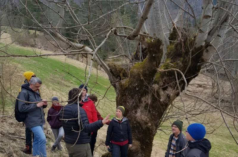 Pollarding in Western Norway: A Historical Landscape Practice & Environmental Significance