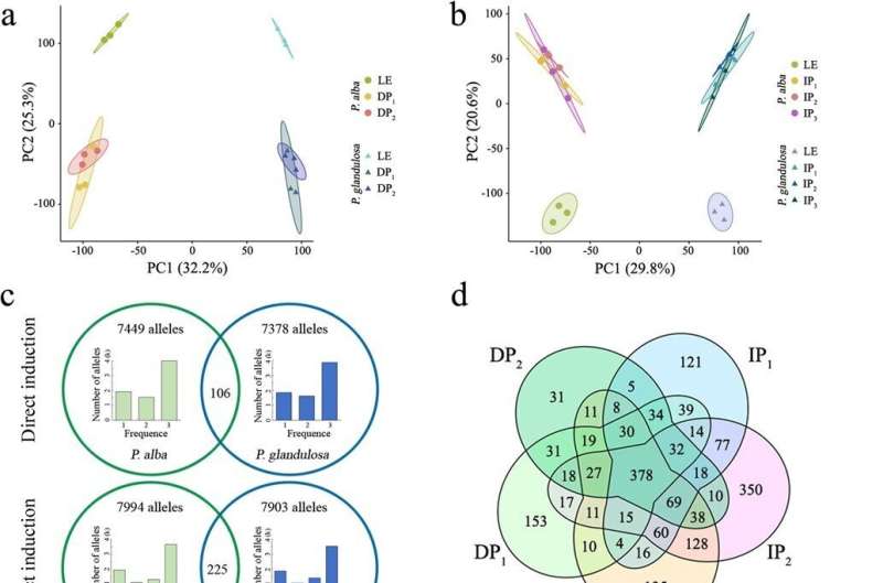 Understanding Shoot Regeneration in Hybrid Poplar: An Epigenetic Analysis