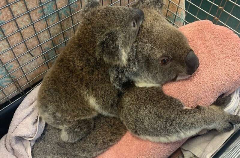 Koala Conservation: A Look at Currumbin Wildlife Hospital s Success Story