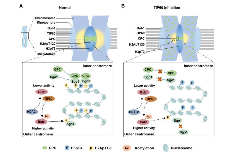 Acetylation s Role in Chromosome Stability and Cell Division