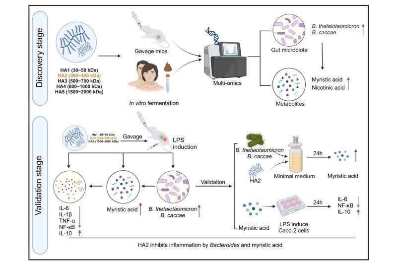 Hyaluronic Acid & Inflammation: New Research on Molecular Weight Mechanisms