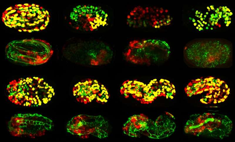 Gene Function in Early Embryo Development: New Atlas Reveals Insights