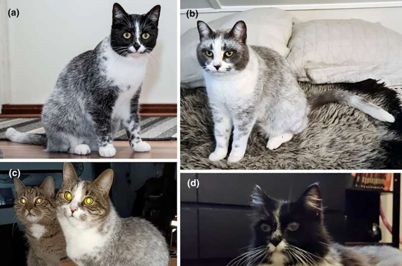 Finnish Cat Coat Color Mutation Identified: Understanding Salmiak Pattern