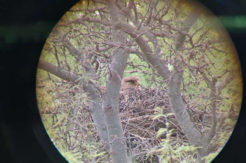 Scavenging Falcons Exhibit Remarkable Parental Cooperation