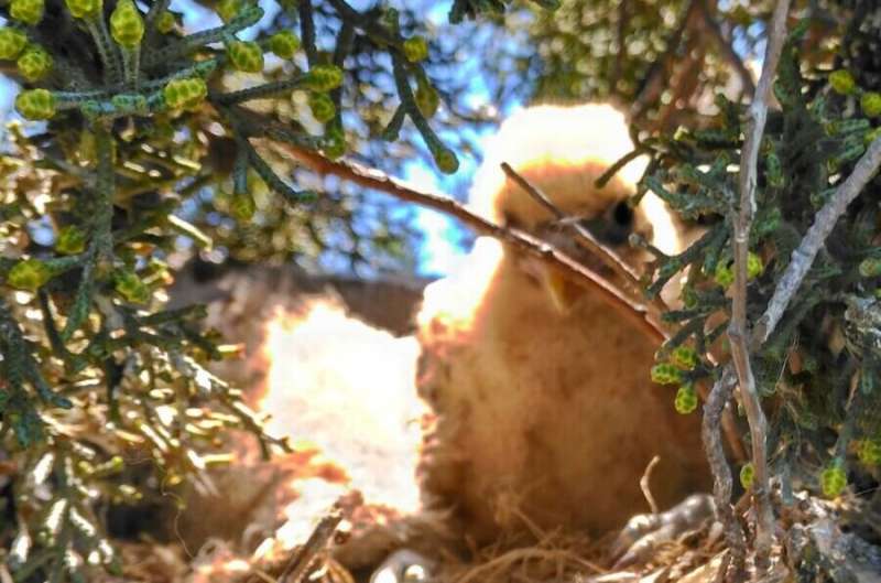 Scavenging Falcons Exhibit Remarkable Parental Cooperation