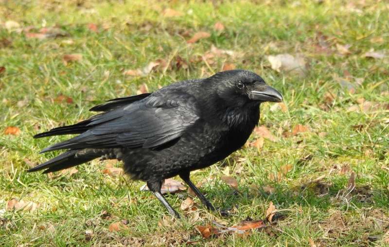 Crows Demonstrate Planning Abilities in Vocal Communication