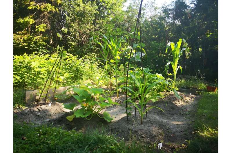 Pollinator Health & Food Security: A Study of Indigenous Gardens