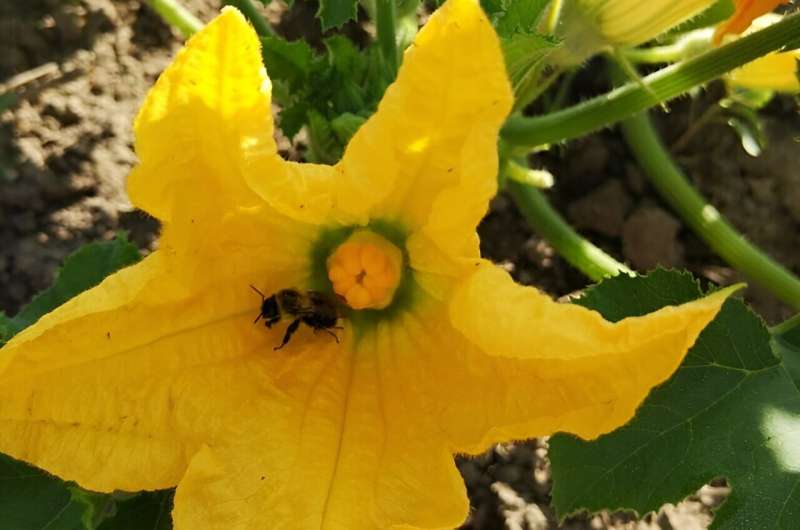 Pollinator Health & Food Security: A Study of Indigenous Gardens