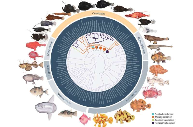 Anglerfish Sexual Parasitism: Adaptation to Deep-Sea Conditions During Climate Change