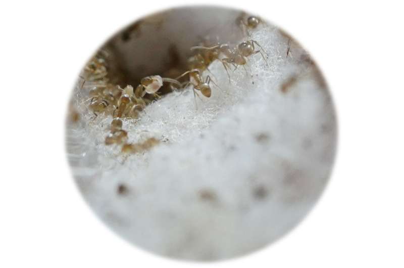 Caffeine Boosts Ant Navigation Efficiency: A New Study