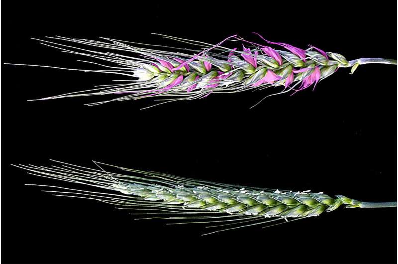 Gene Discovery May Boost Wheat Yields to Feed a Growing World