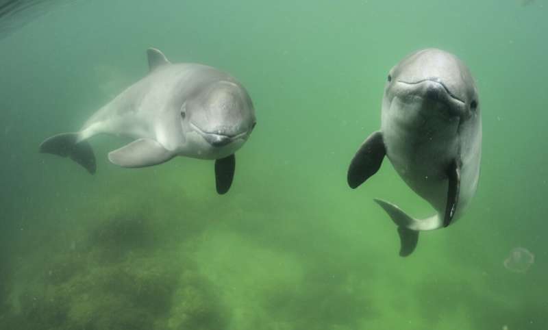 Harbor Porpoises: Human Disturbance Threatens Vulnerable Population