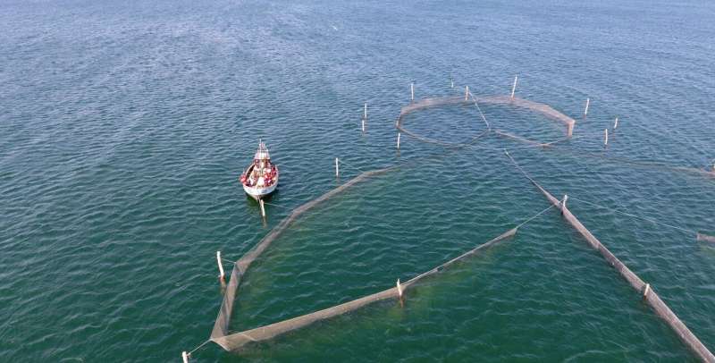 Harbor Porpoises: Human Disturbance Threatens Vulnerable Population