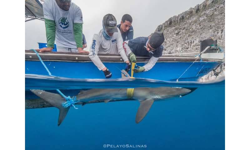 Record-Breaking Silky Shark Migration in the Eastern Pacific