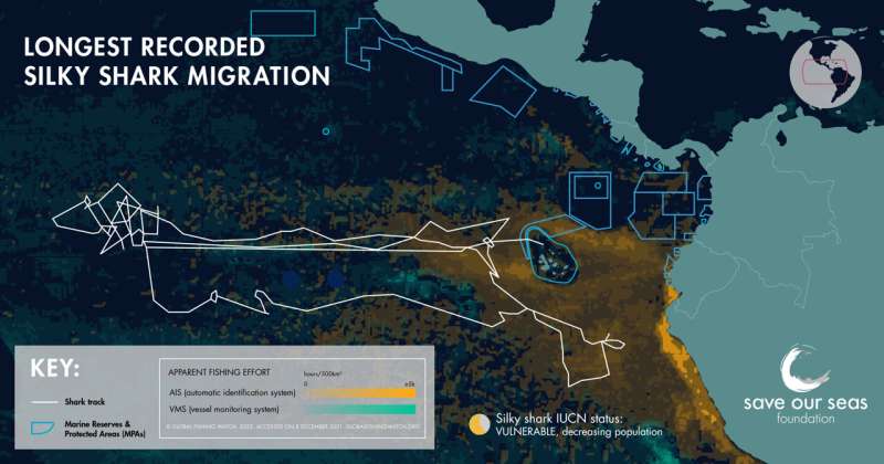 Record-Breaking Silky Shark Migration in the Eastern Pacific