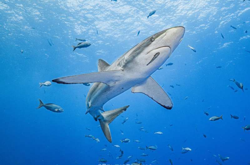 Record-Breaking Silky Shark Migration in the Eastern Pacific